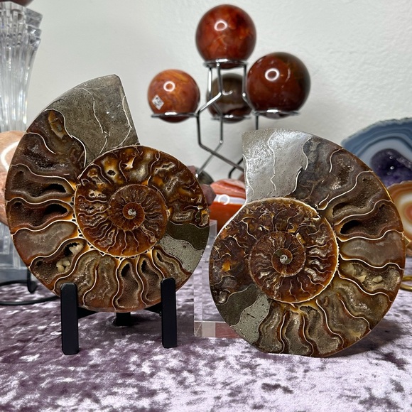 Ammonite Shell Set - AMS7,All Products : American Fashion Style Bags On Sale